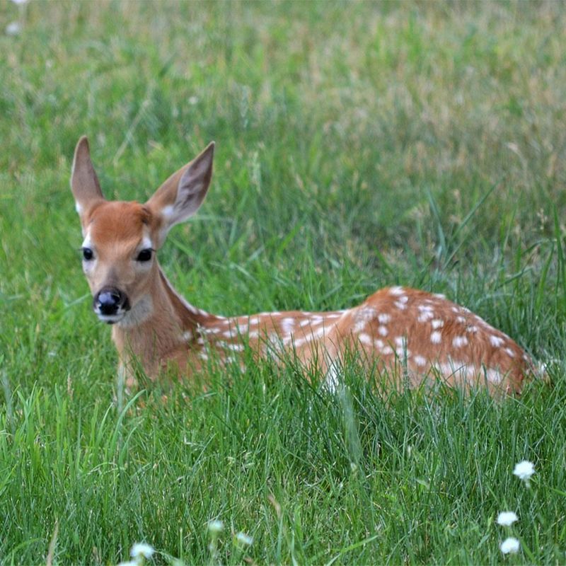 Minimize Yard Activities
