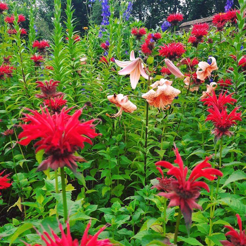 Partner With Complementary Plants
