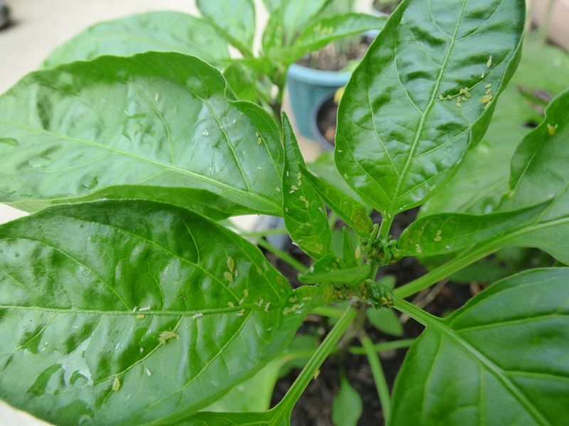 Control Pests Naturally