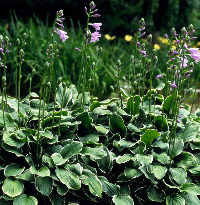 Conserving Plant Energy