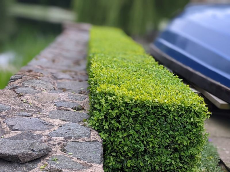 Keeps Walkways and Paths Clear