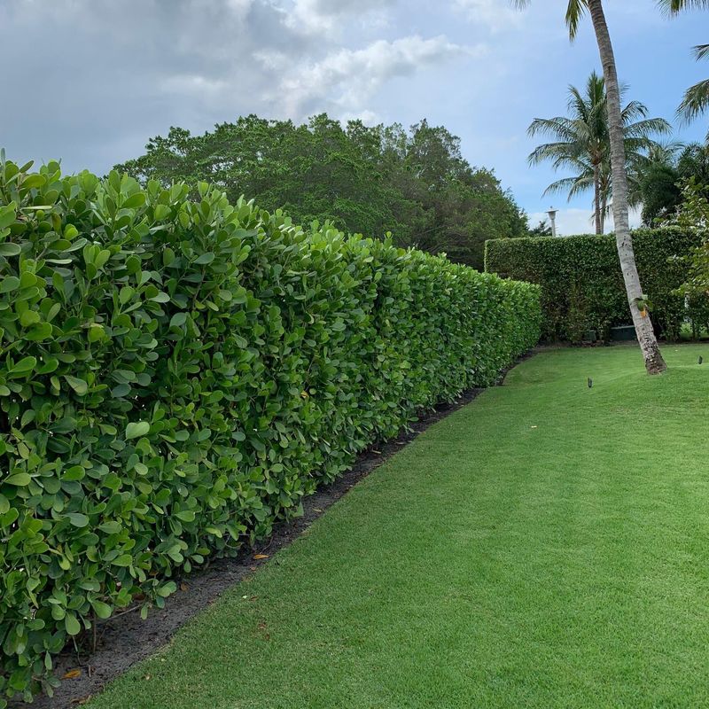 Reduces Watering Needs Significantly