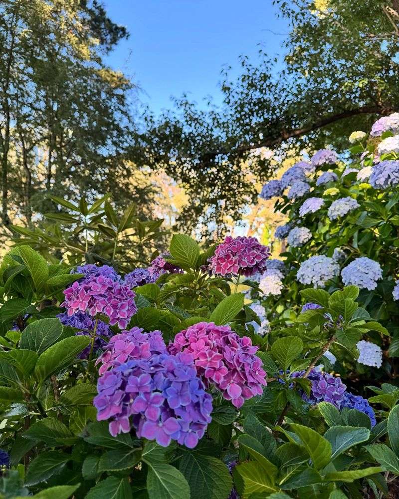 Morning Shade Makes All The Difference