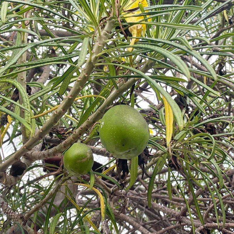 Yellow Oleander