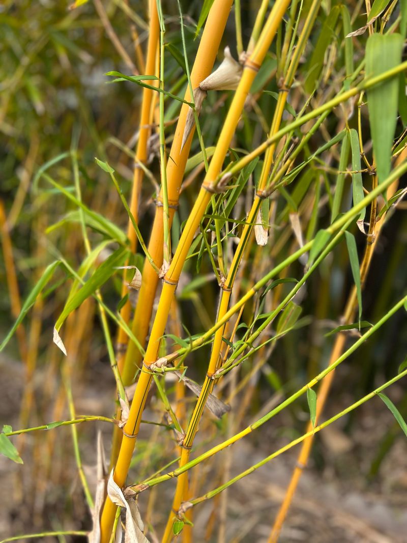 Golden Bamboo