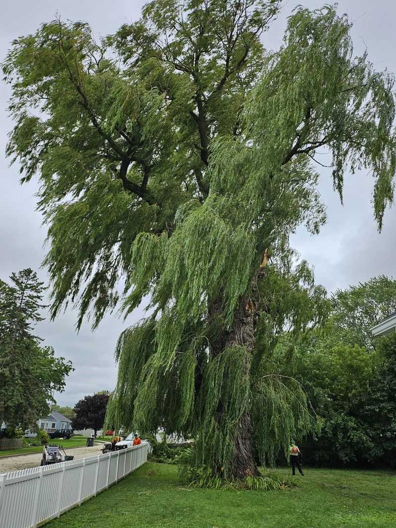 Weeping Willow
