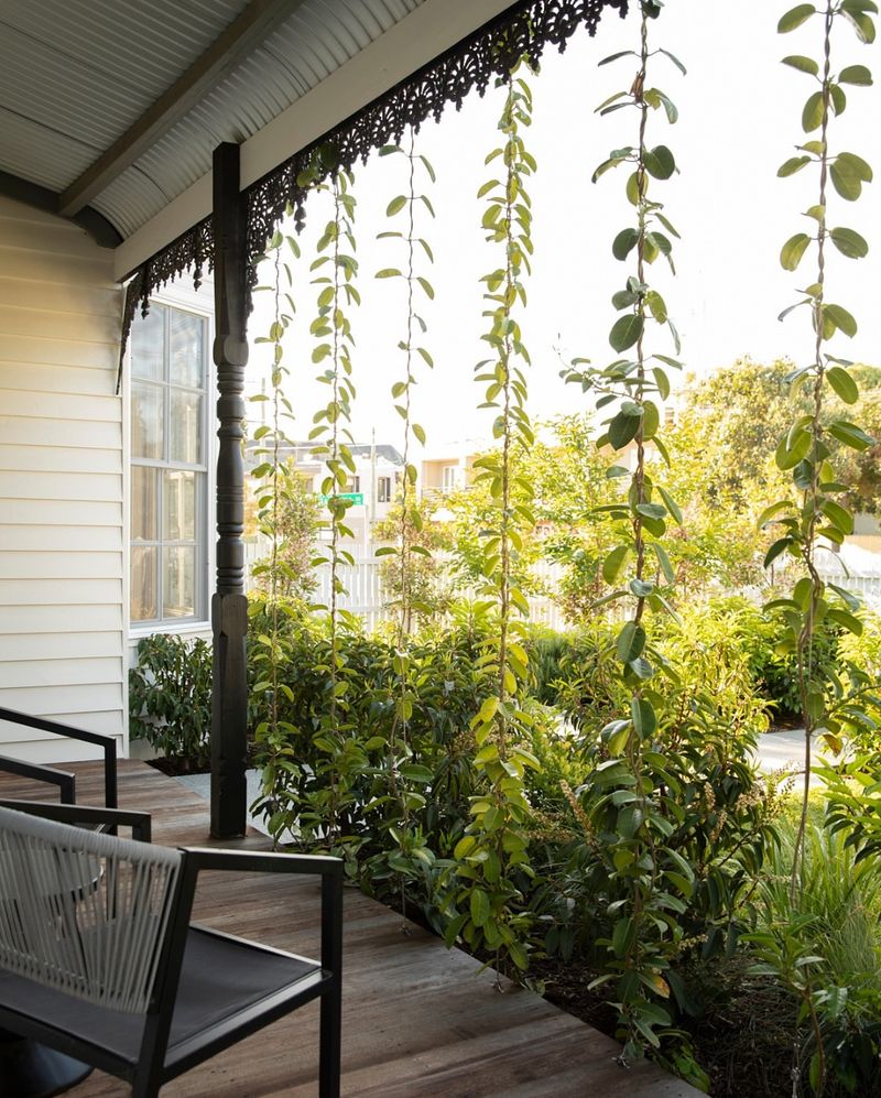 Hanging Basket Curtain