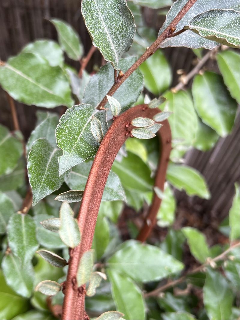 Elaeagnus