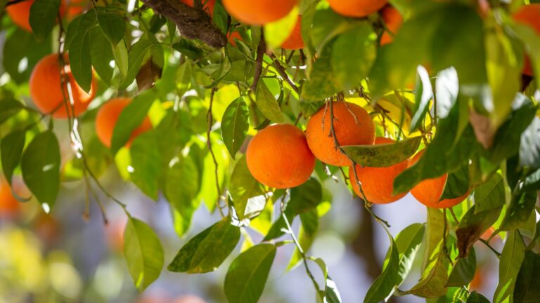 citrus tree fruits