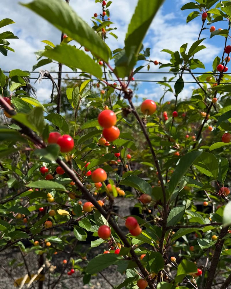 Sweet Cherry Trees