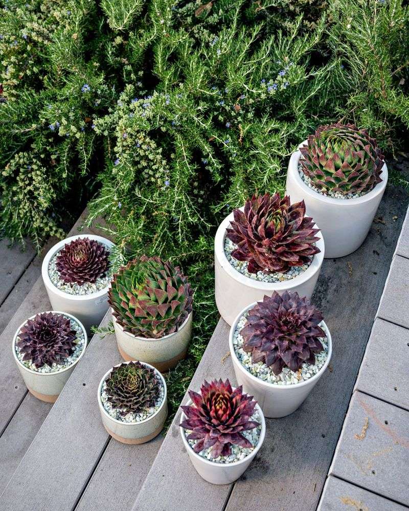 Drought-Tolerant Succulents