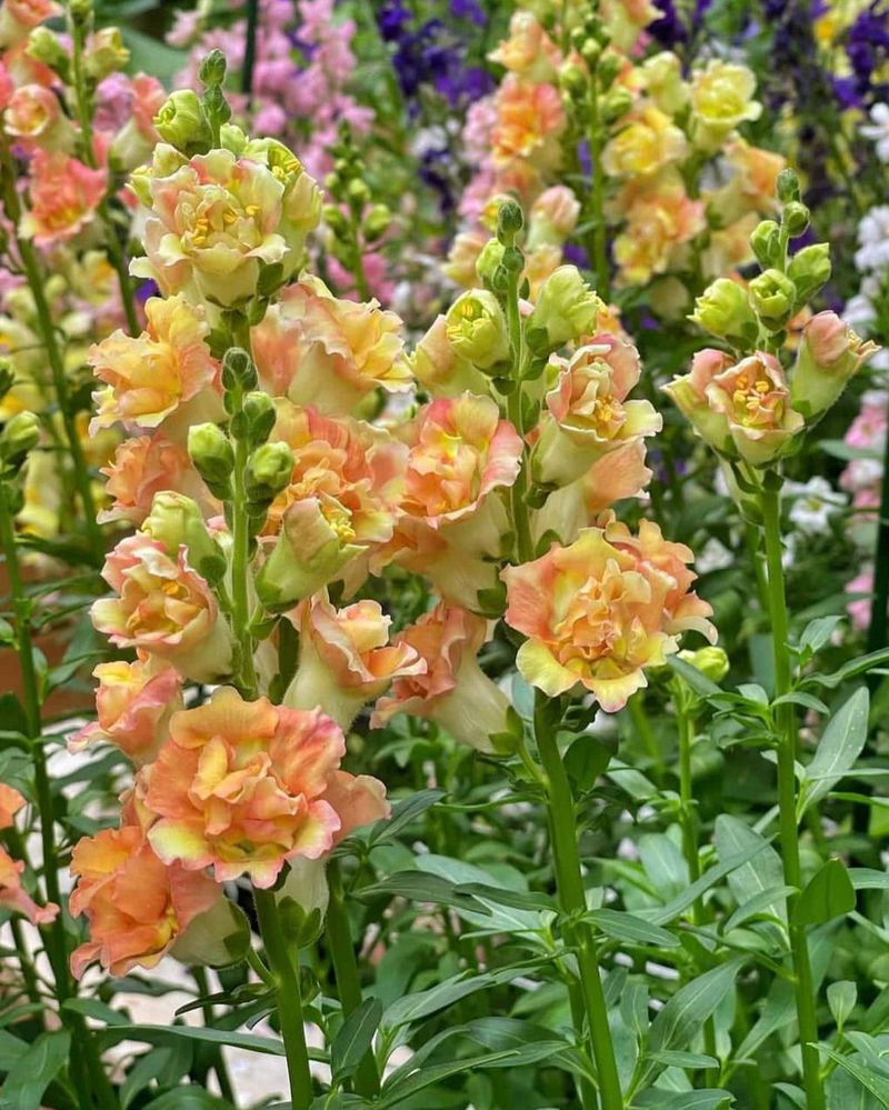 Deer-Resistant Snapdragons