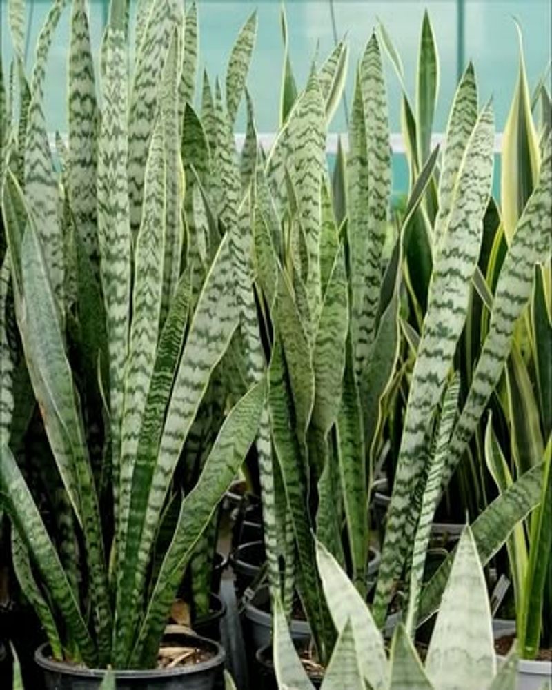 Snake Plant Divisions: Architectural Plants for Free
