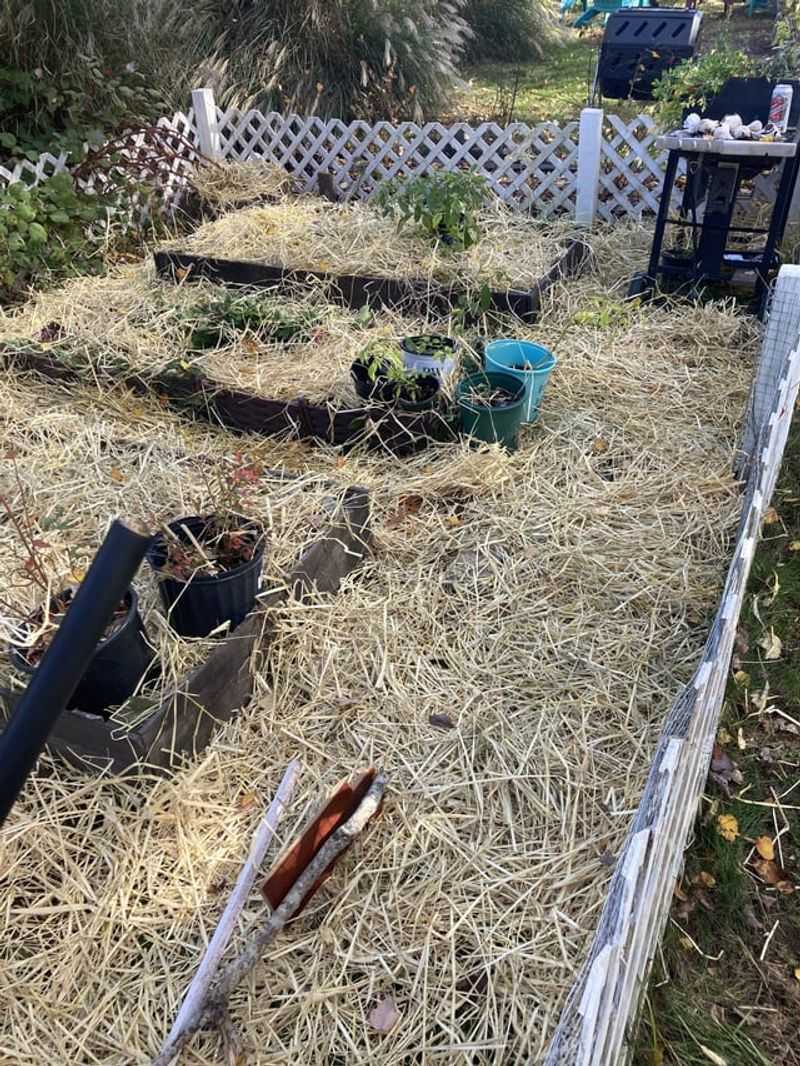 Overwintering Chamomile Successfully