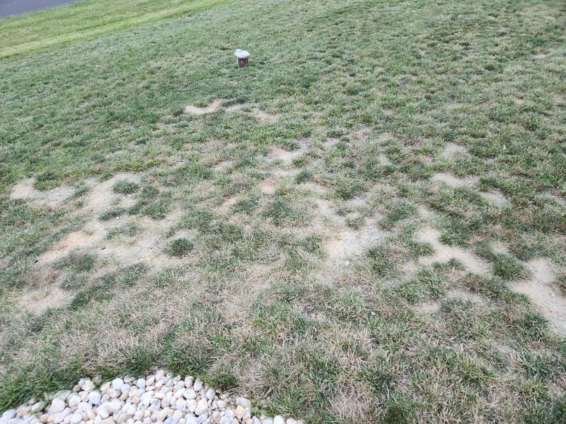 Overseed Thin Areas