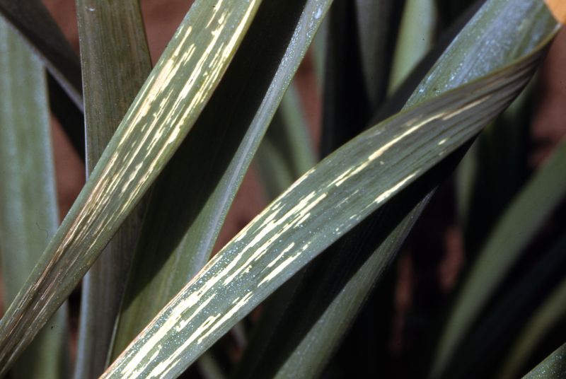 Watch For Signs Of Disease