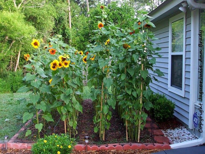 Stake Tall Varieties Early