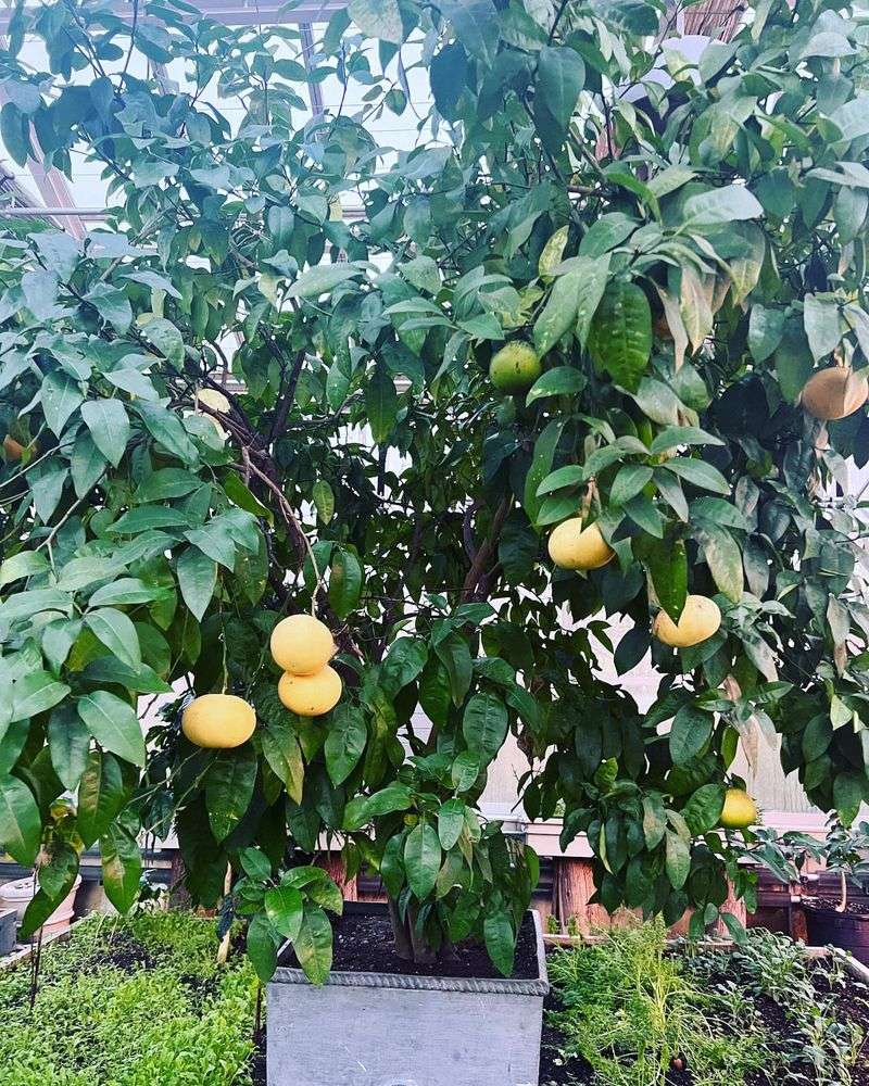 Thin Fruit for Bigger Harvests