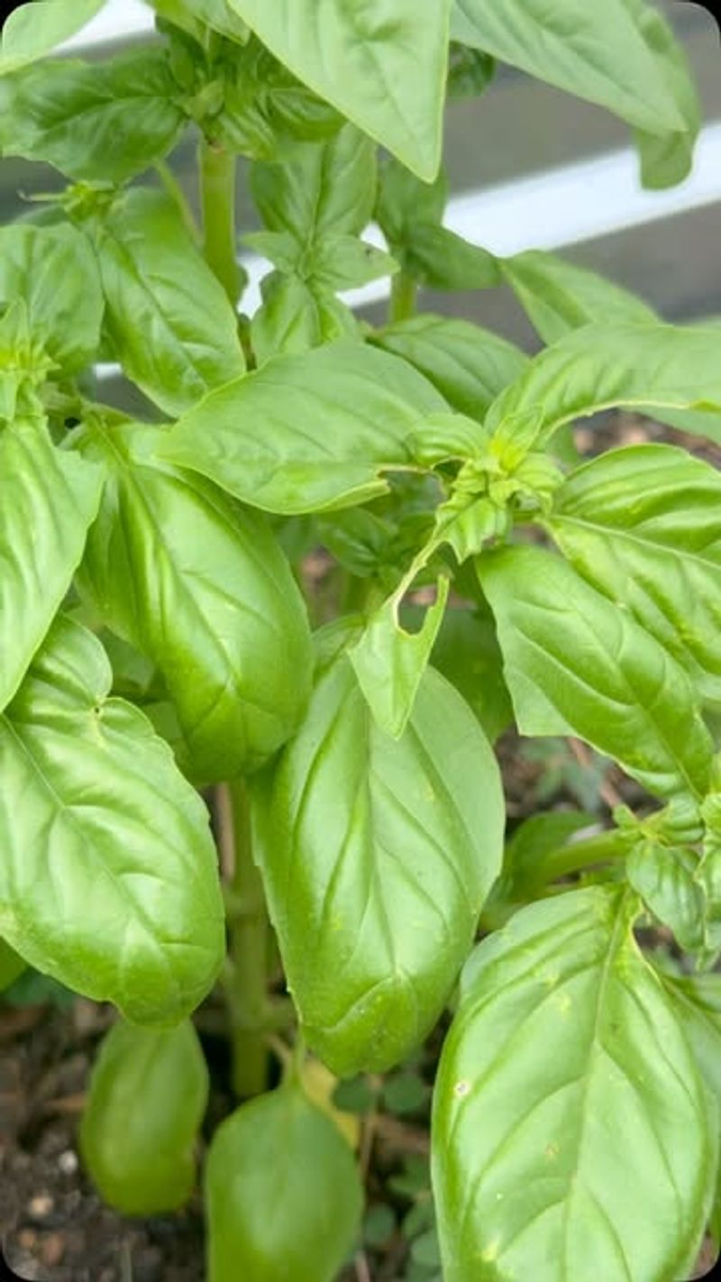 Proper Plant Care Practices