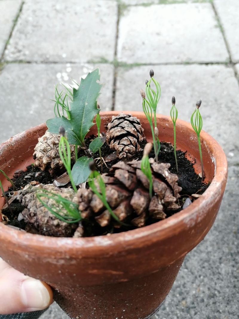 Prickly Pine Cones as Natural Deterrents