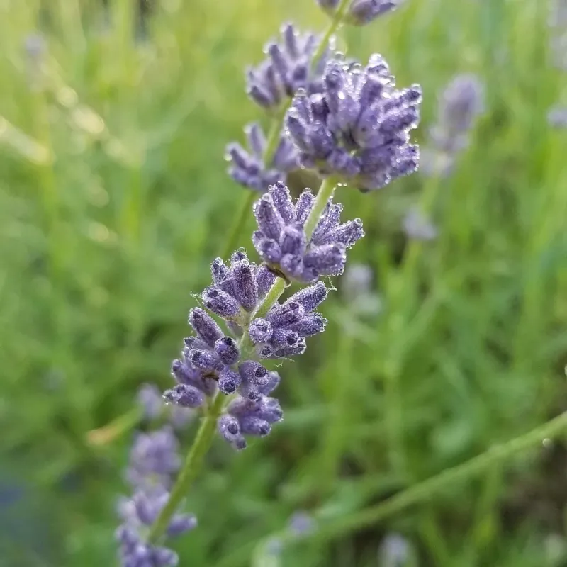 Phenomenal Lavender (Lavandula x intermedia 'Niko')