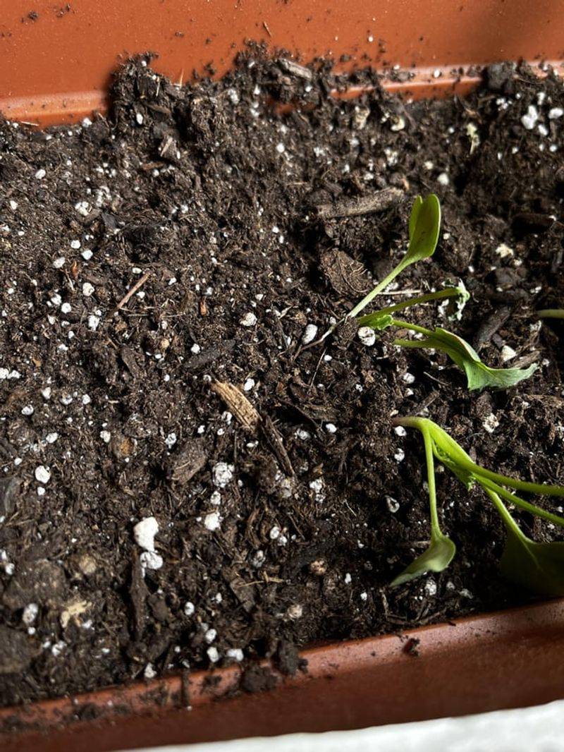 Thin Seedlings For Proper Growth