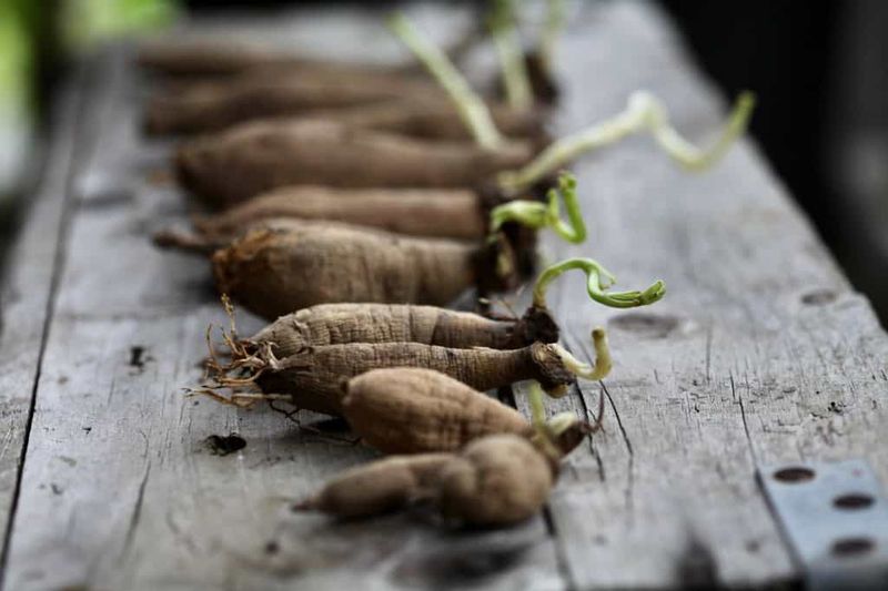 Plant Tubers Later In Spring