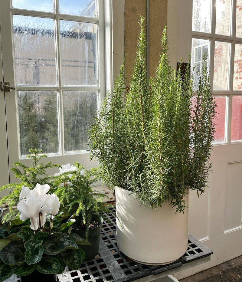 Grow In Containers