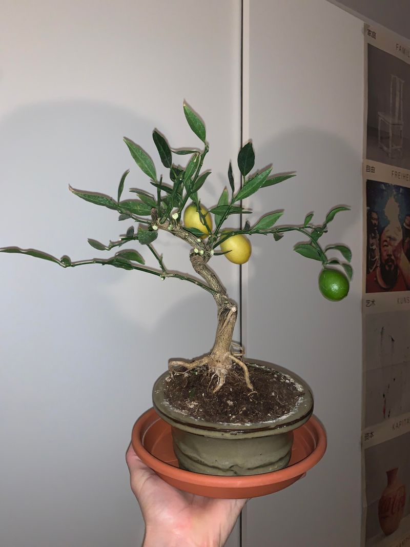 Balance Fertilization Carefully