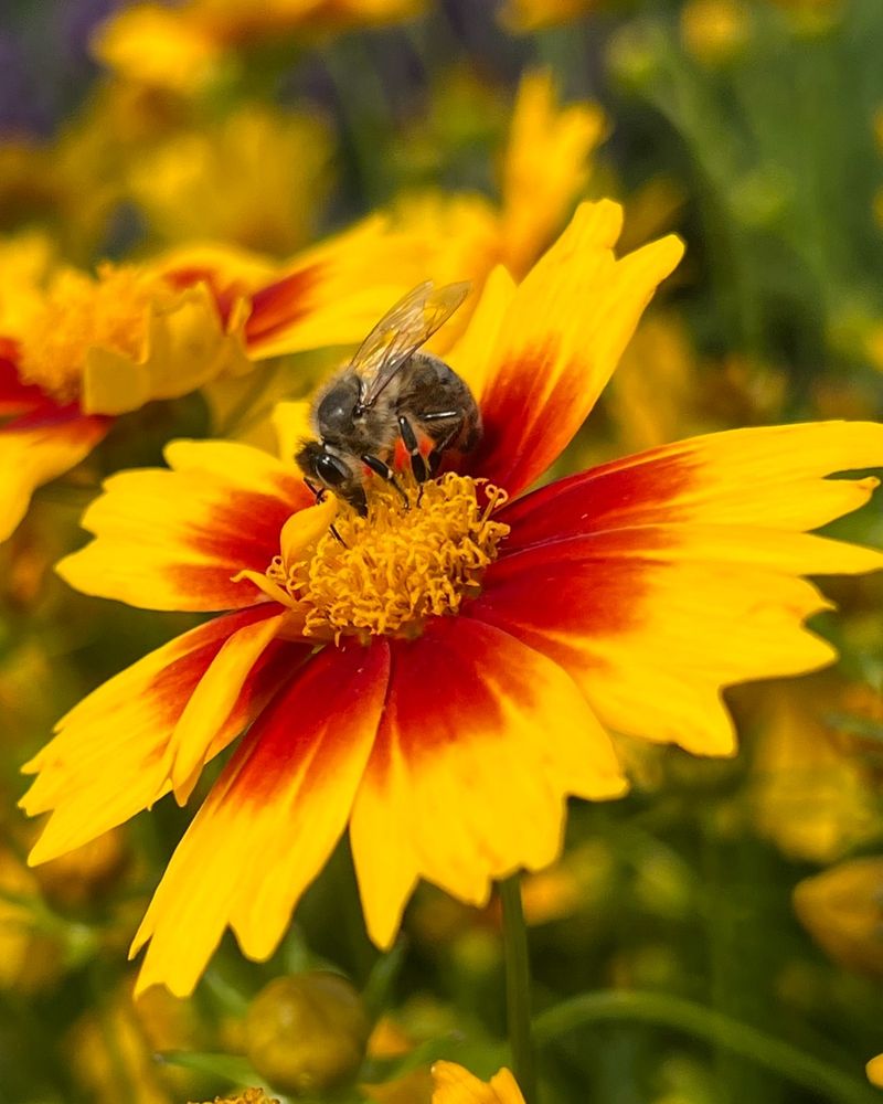Plant Bee-Friendly Flowers Nearby