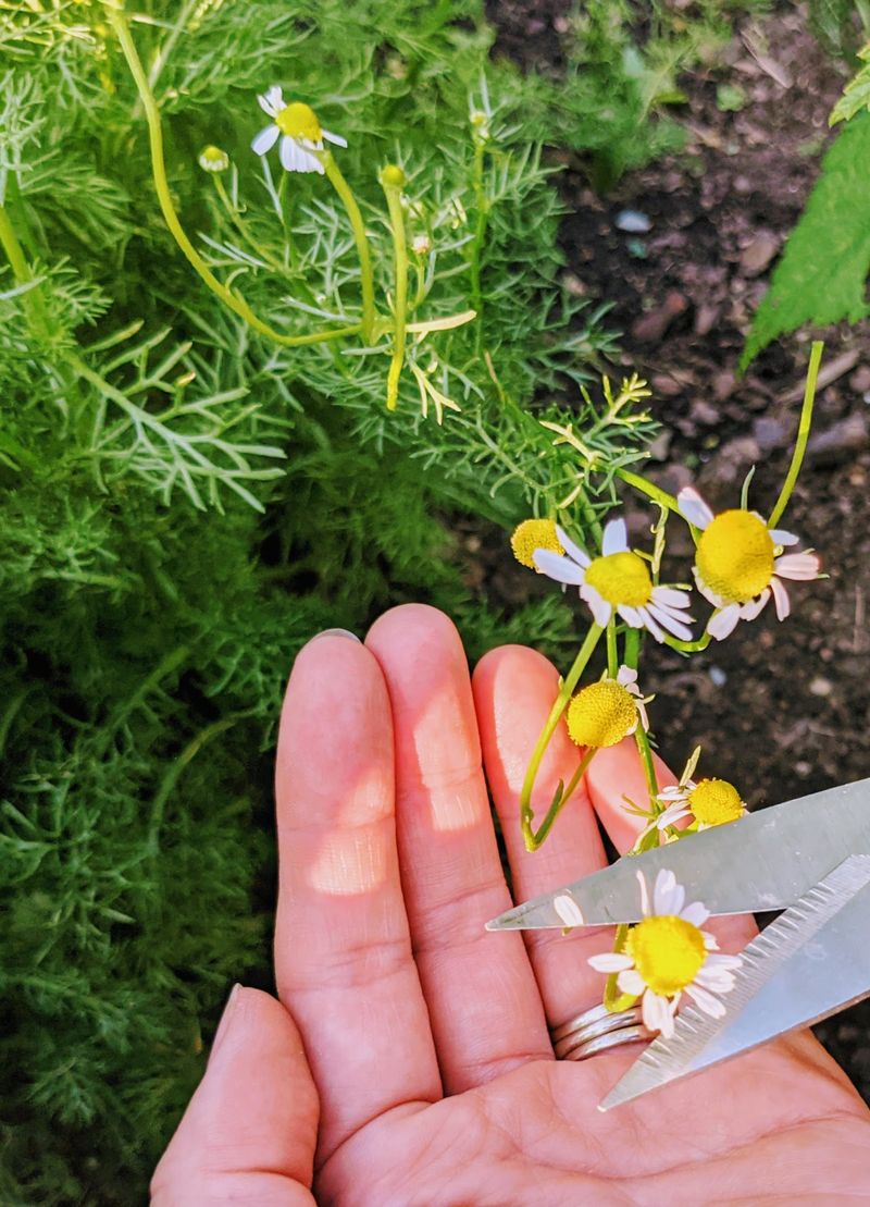 Proper Harvesting Promotes Continued Blooming