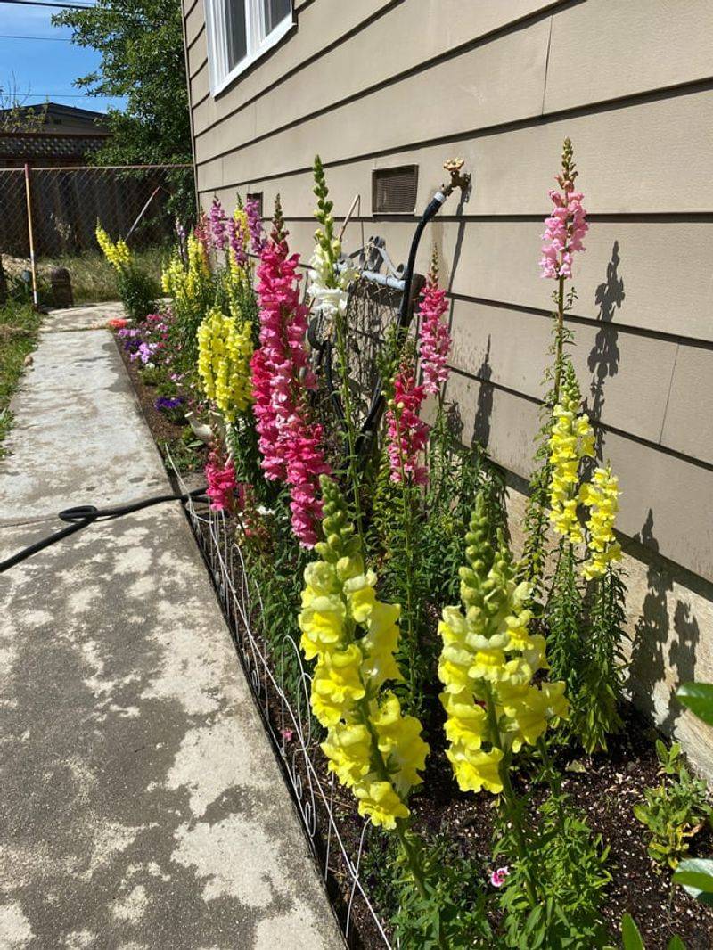 Create Backdrop Plantings