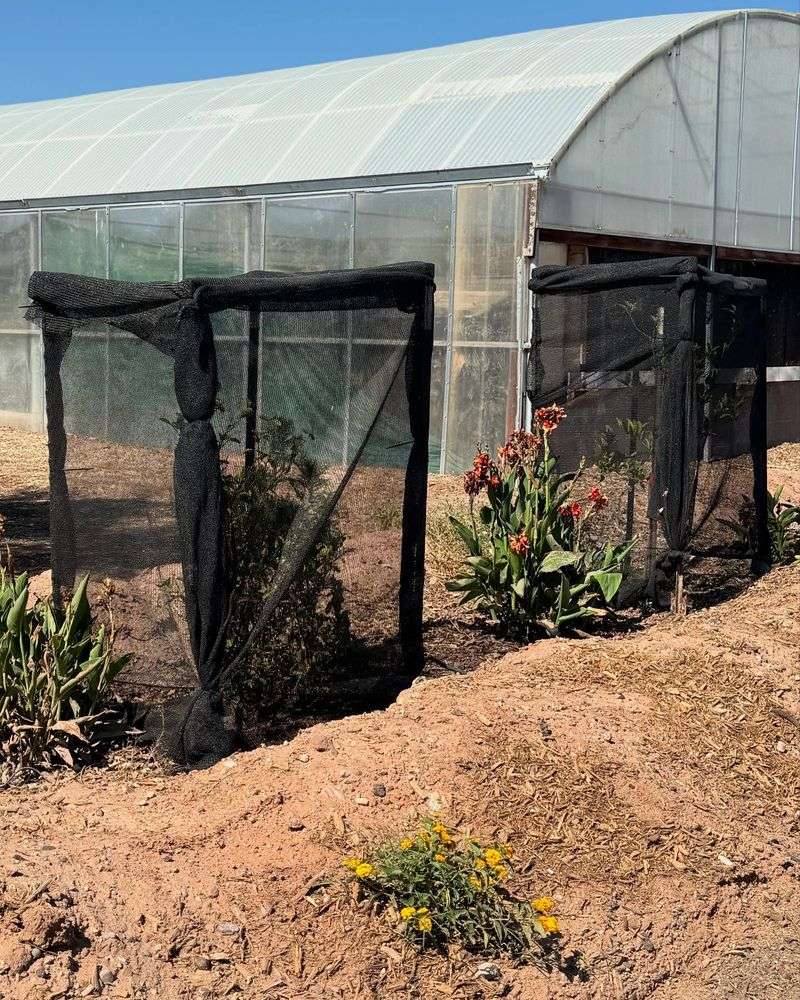 Summer Shade Cloth