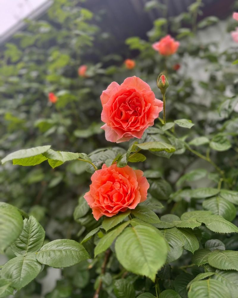 Refresh Soil Annually