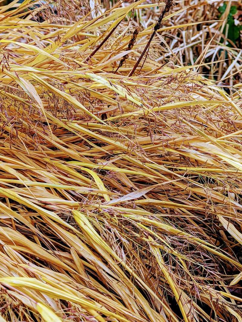 Manage Pest Problems