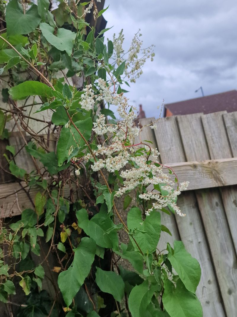 Remove Wayward Shoots Regularly