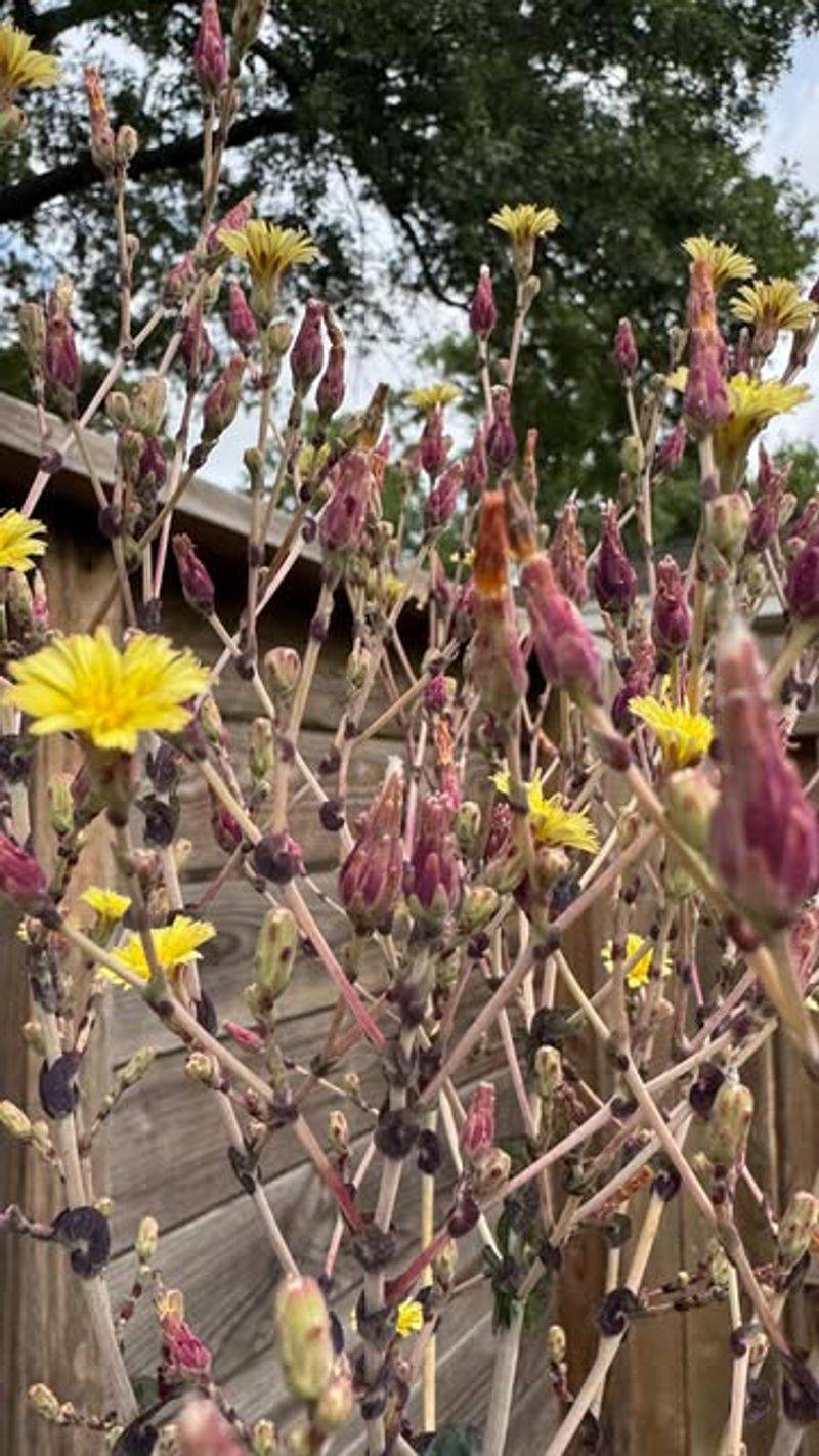 Remove New Flowers