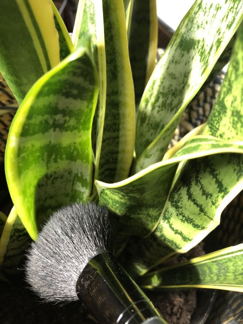 Clean Leaves Monthly