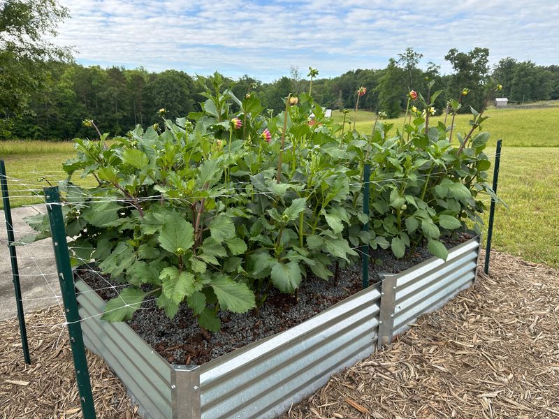 Plant In Raised Beds