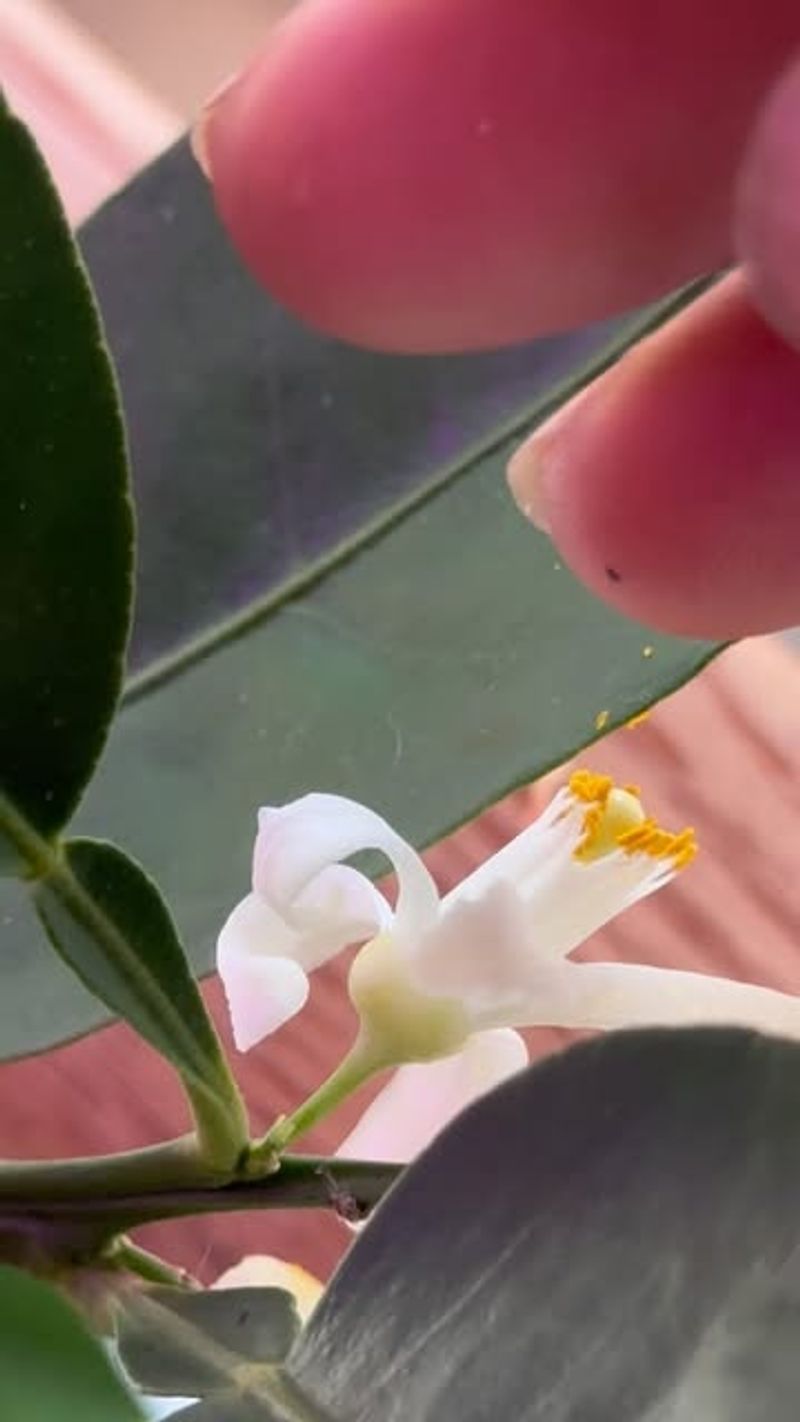 Hand-Pollinate Flowers