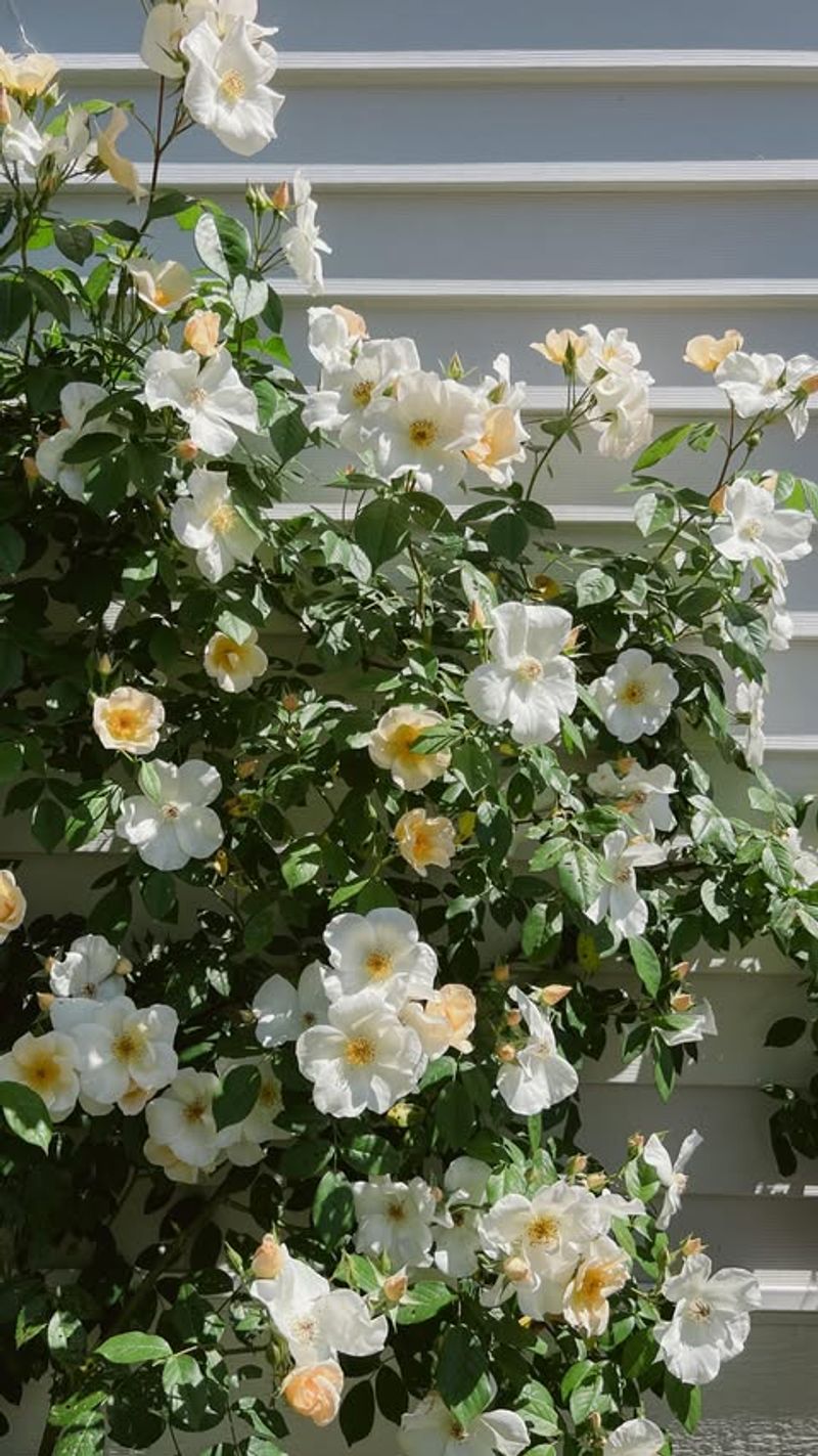 Control Pests Naturally