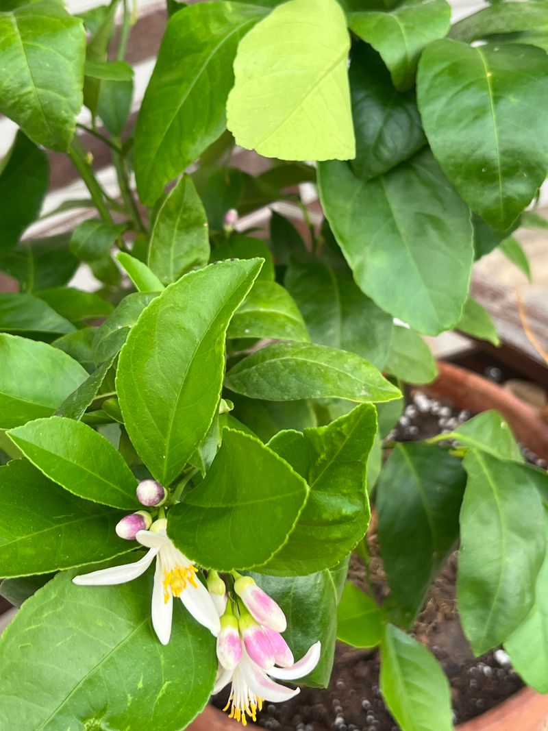 Hand Pollination Tricks