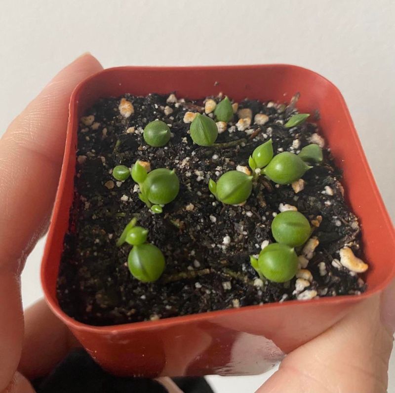 Propagation Techniques