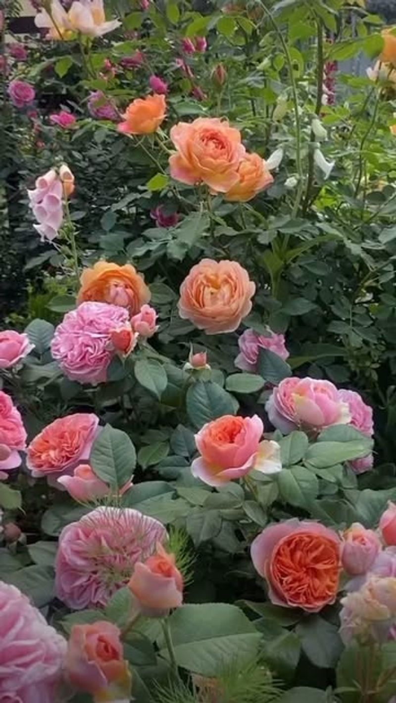 Rose Maintenance
