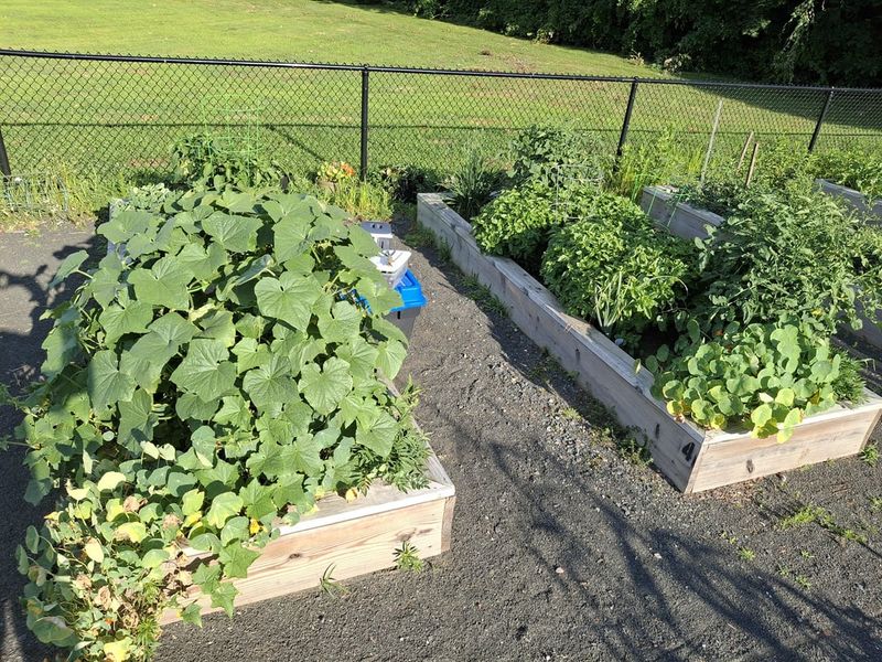 Forgetting Fall Fertilizing