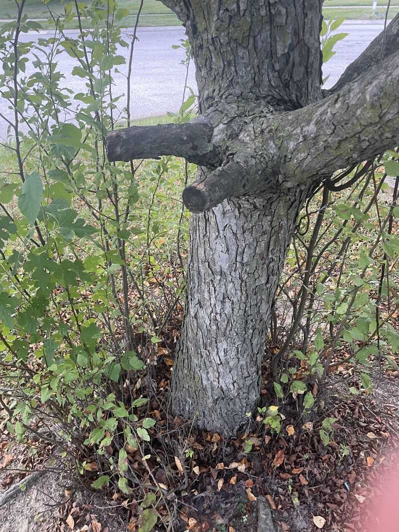 Leaving Stubs When Pruning