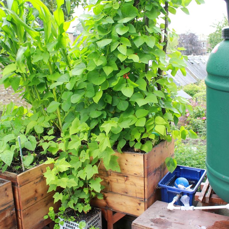 Neglecting Container Plants
