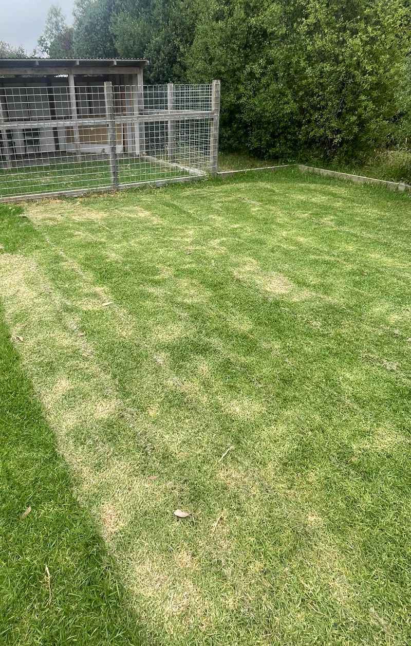 Scalping Lawn Grasses Short