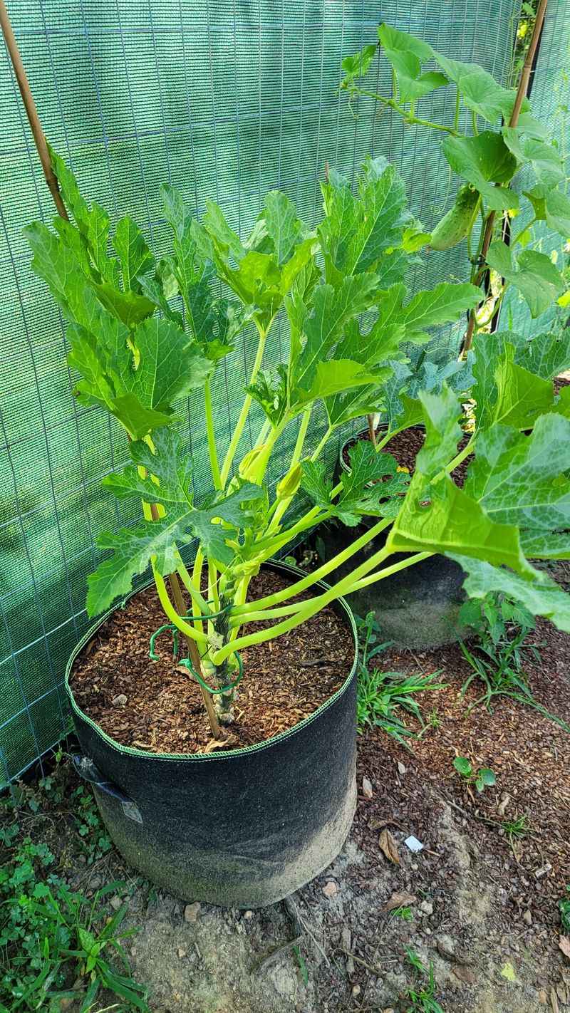 Remove Lower Leaves