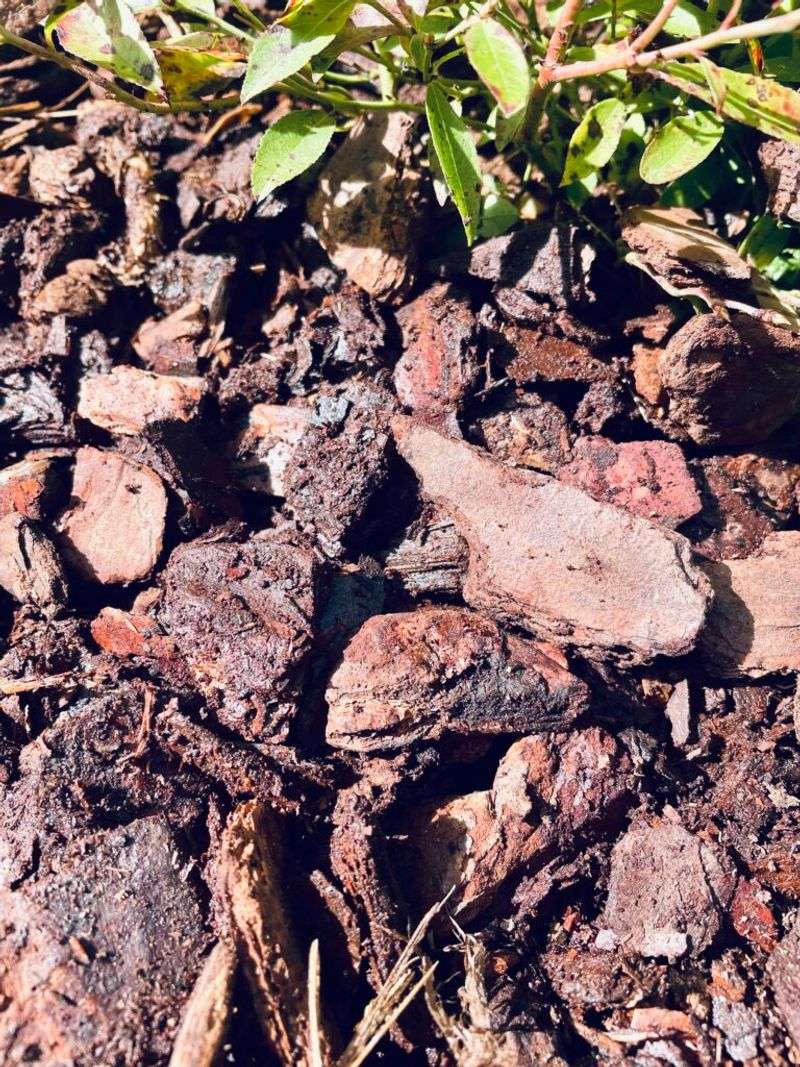 Test Your Soil PH